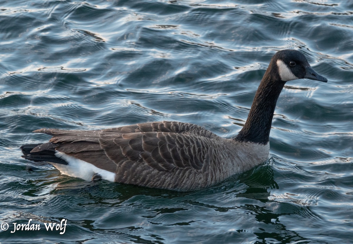 Canada Goose - ML630302229