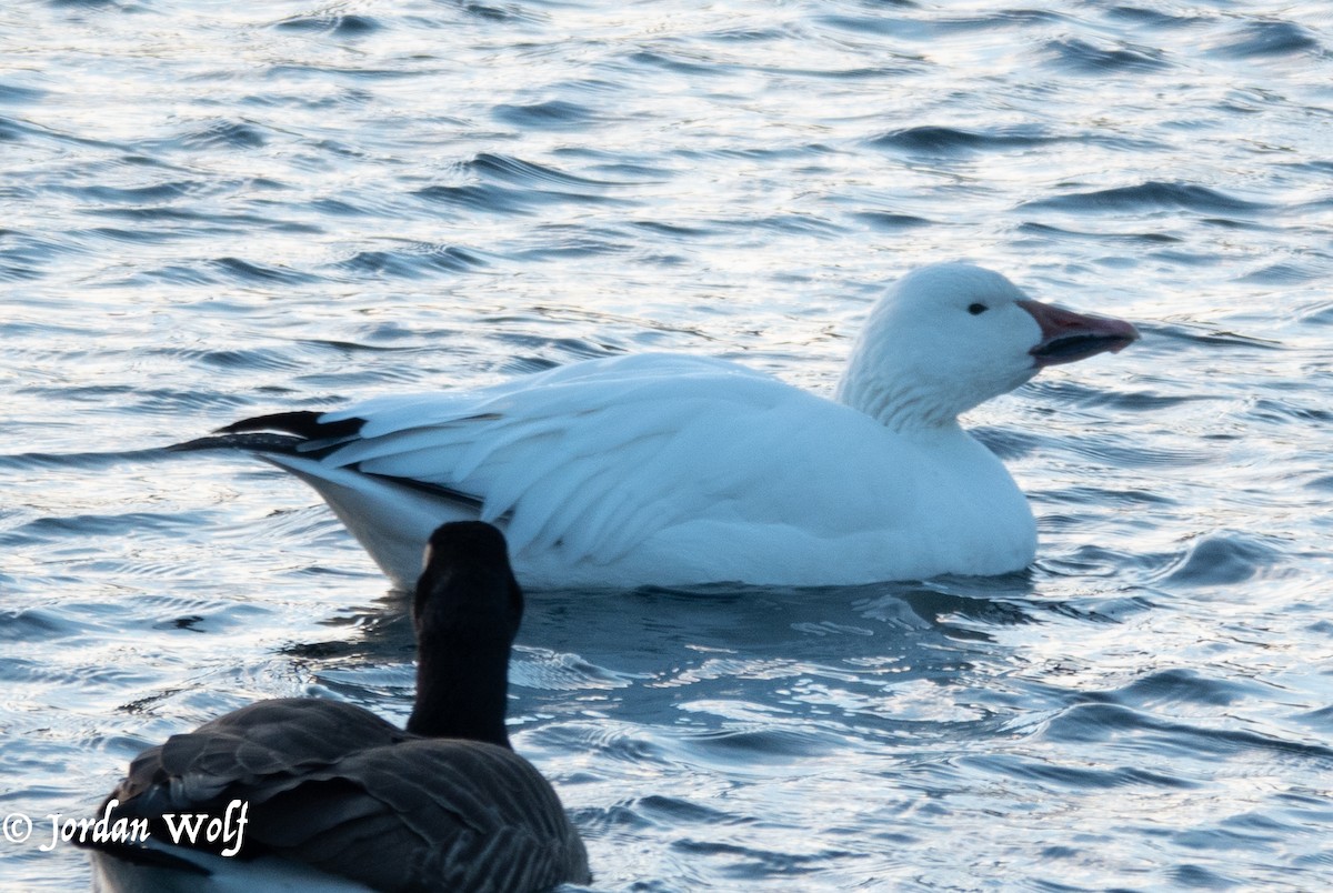 Snow Goose - ML630302232