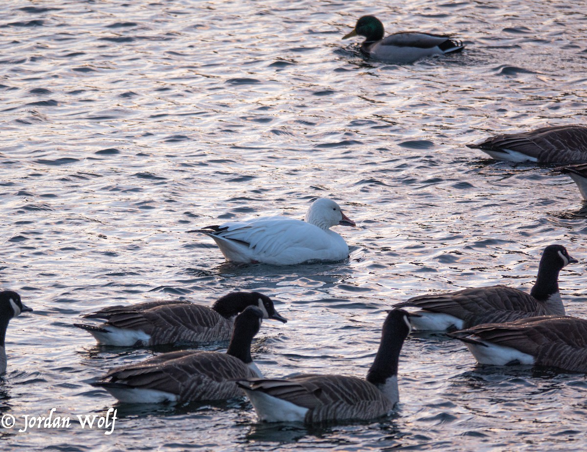 Snow Goose - ML630302233