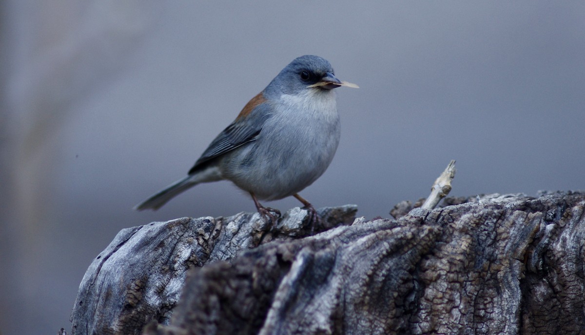 Dark-eyed Junco - ML630302344