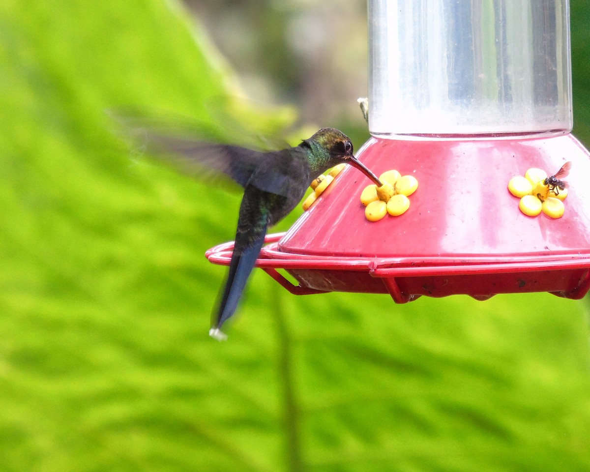 White-whiskered Hermit - ML630302389