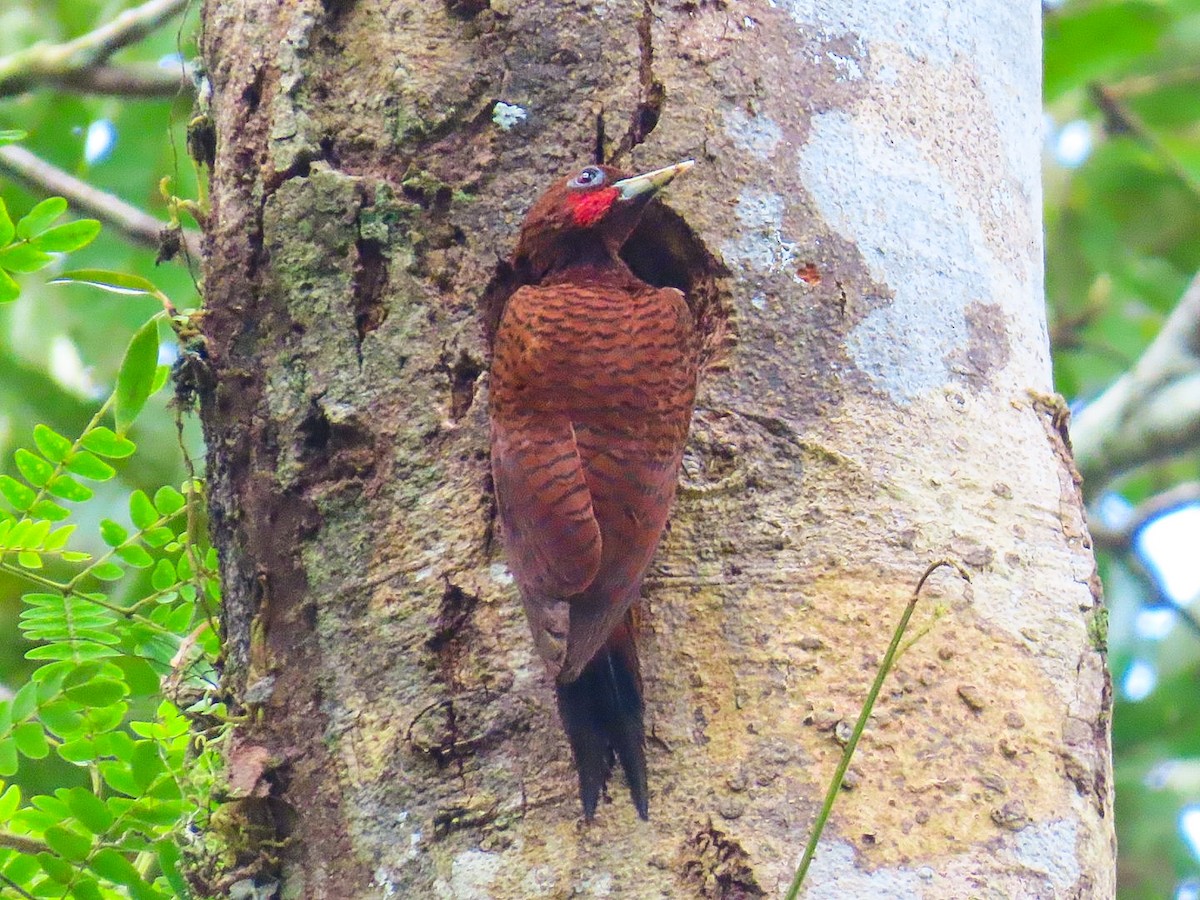 Waved Woodpecker (Scale-breasted) - ML630302421