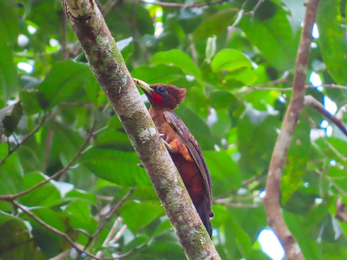 Waved Woodpecker (Scale-breasted) - ML630302445