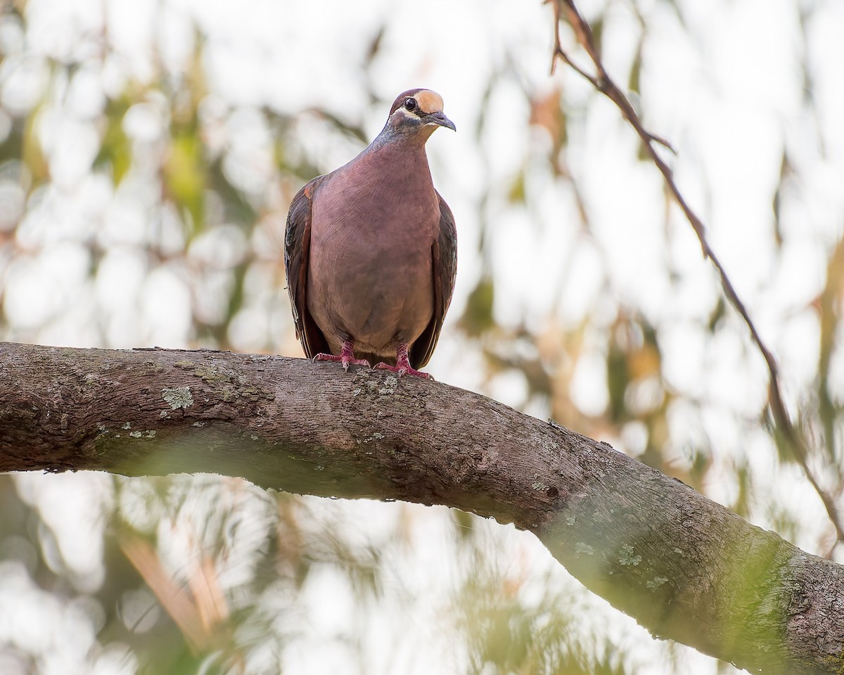 Common Bronzewing - ML630302489