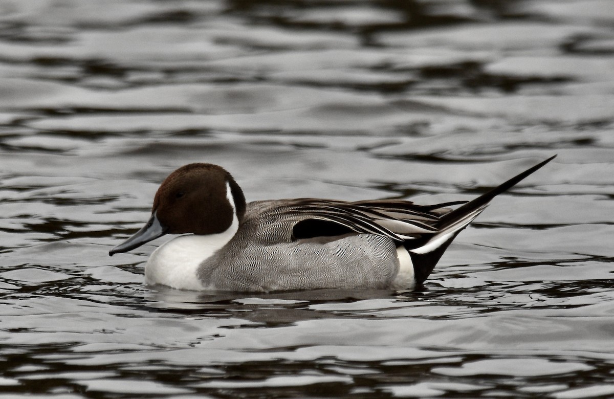 Northern Pintail - ML630302490
