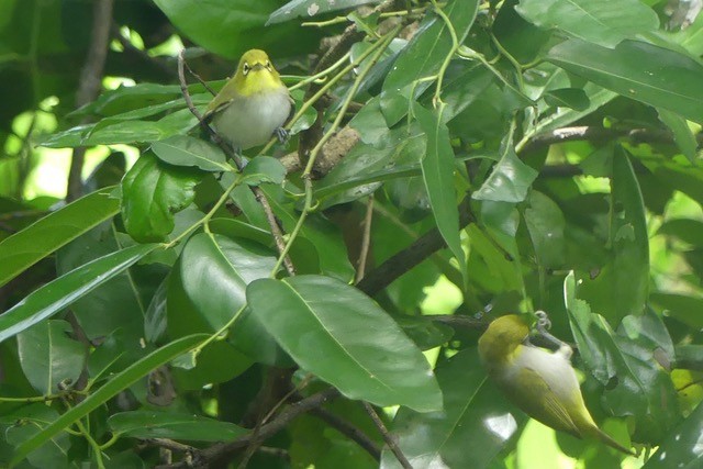 Ashy-bellied White-eye - ML630302518
