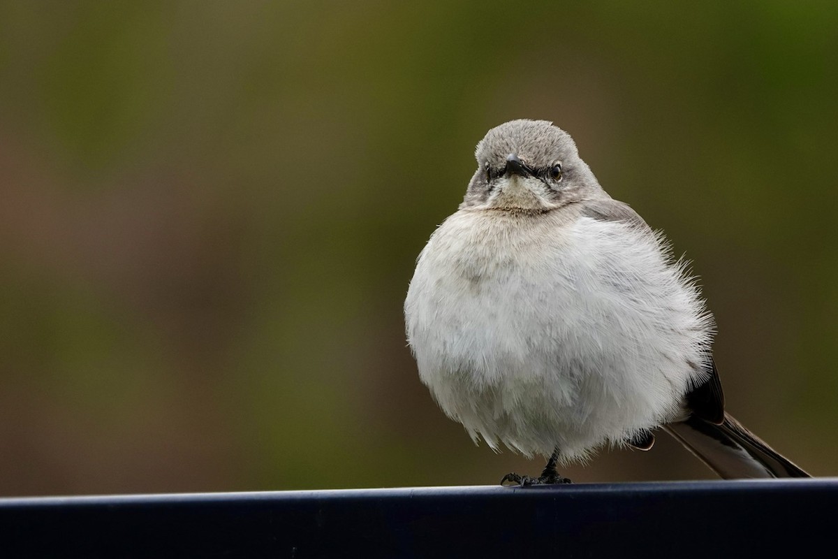 Northern Mockingbird - ML630302621