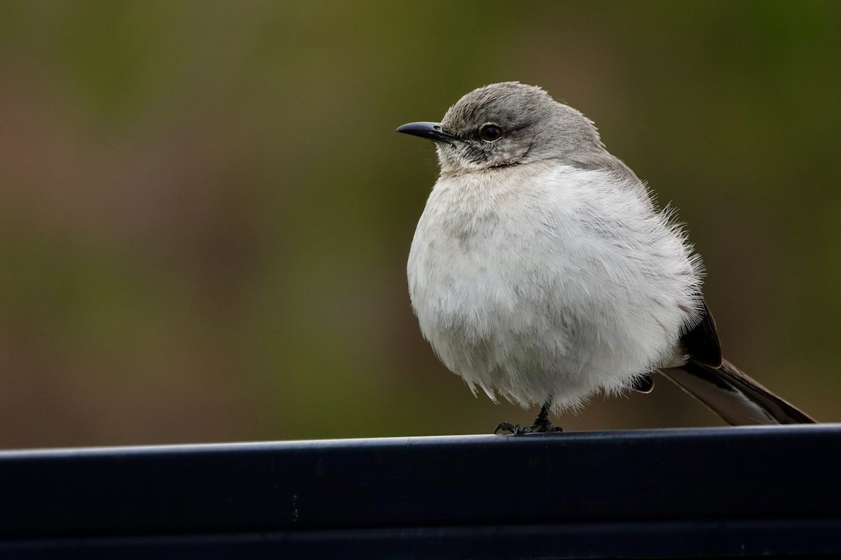 Northern Mockingbird - ML630302622