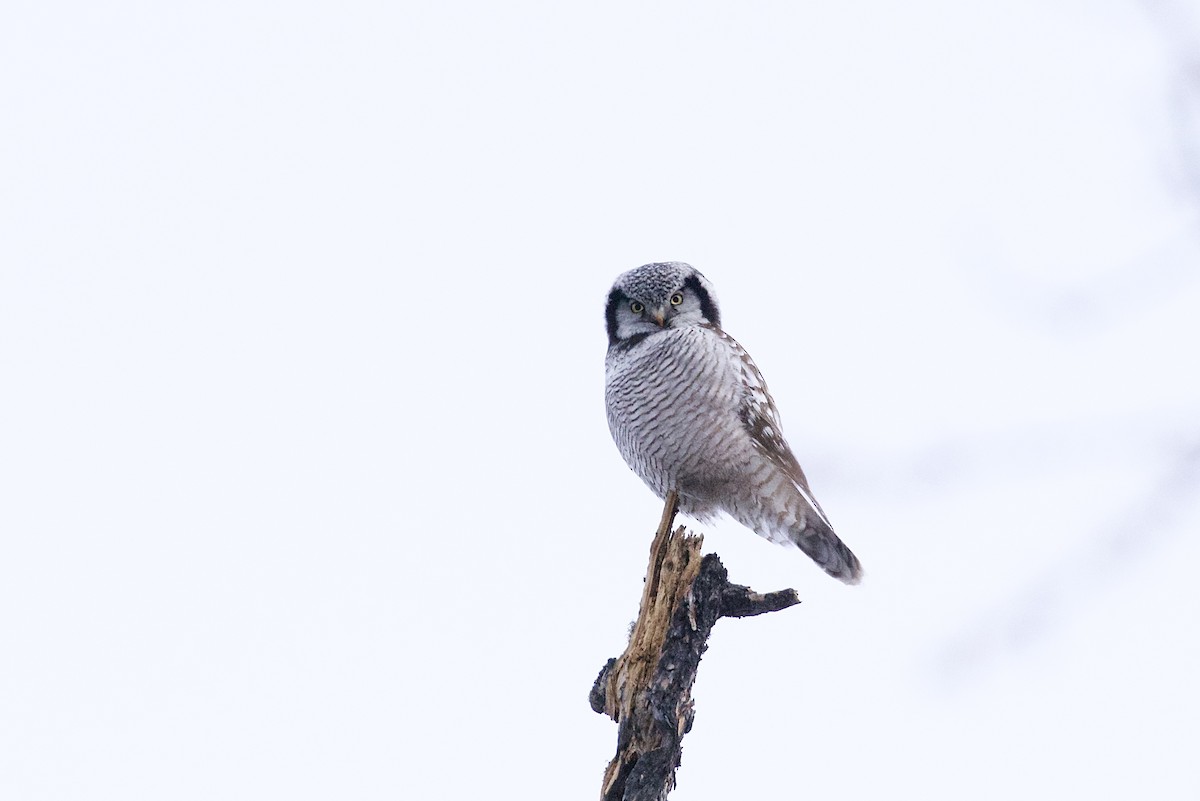 Northern Hawk Owl - ML630302643