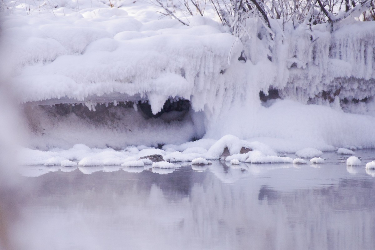 Solitary Snipe - ML630302735