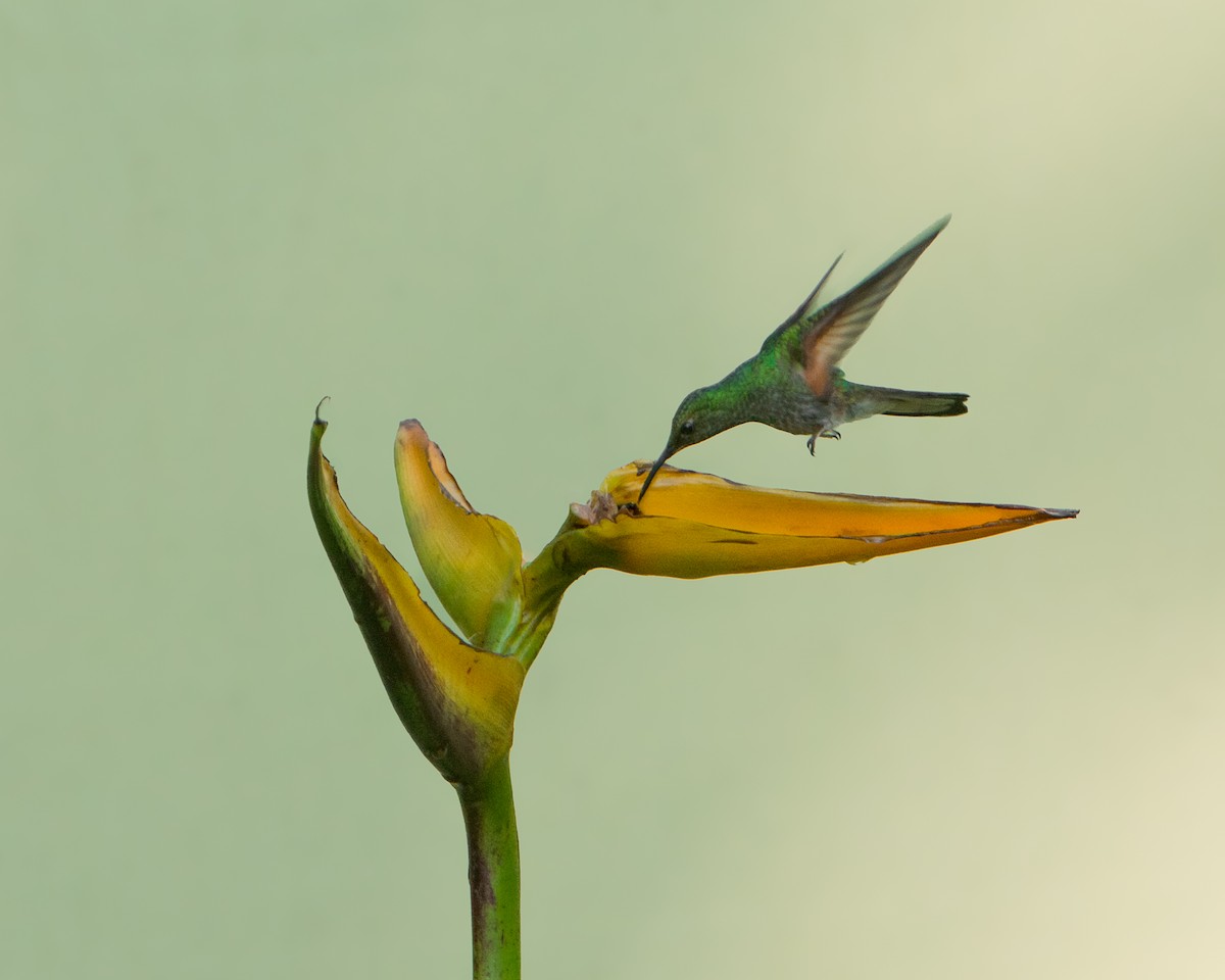 Stripe-tailed Hummingbird - ML630302793