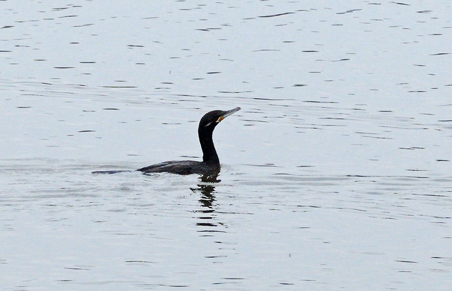 Neotropic Cormorant - ML630302975