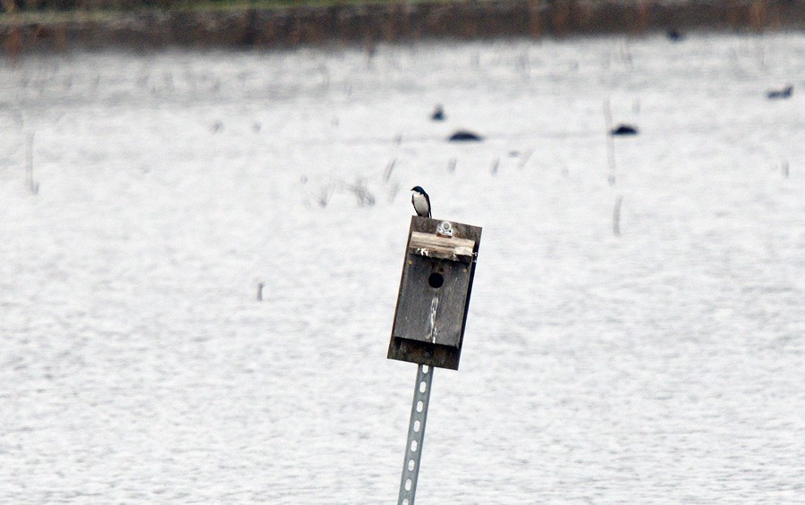 Tree Swallow - ML630302989