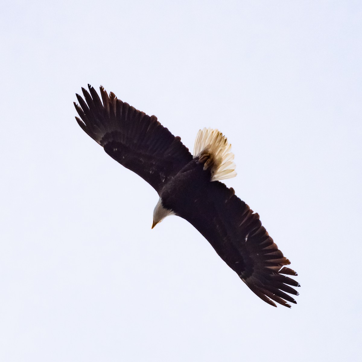 Bald Eagle - ML630303034