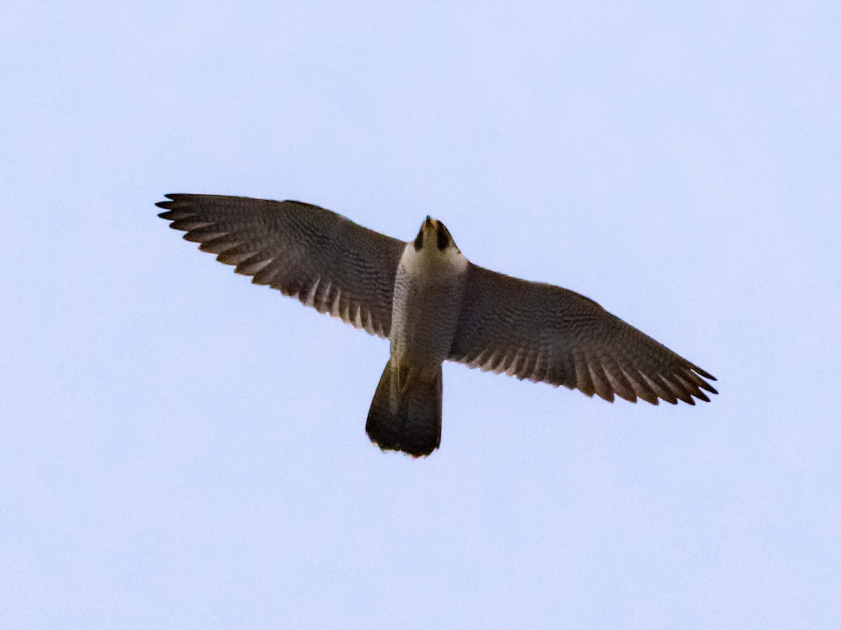 Peregrine Falcon - ML630303090