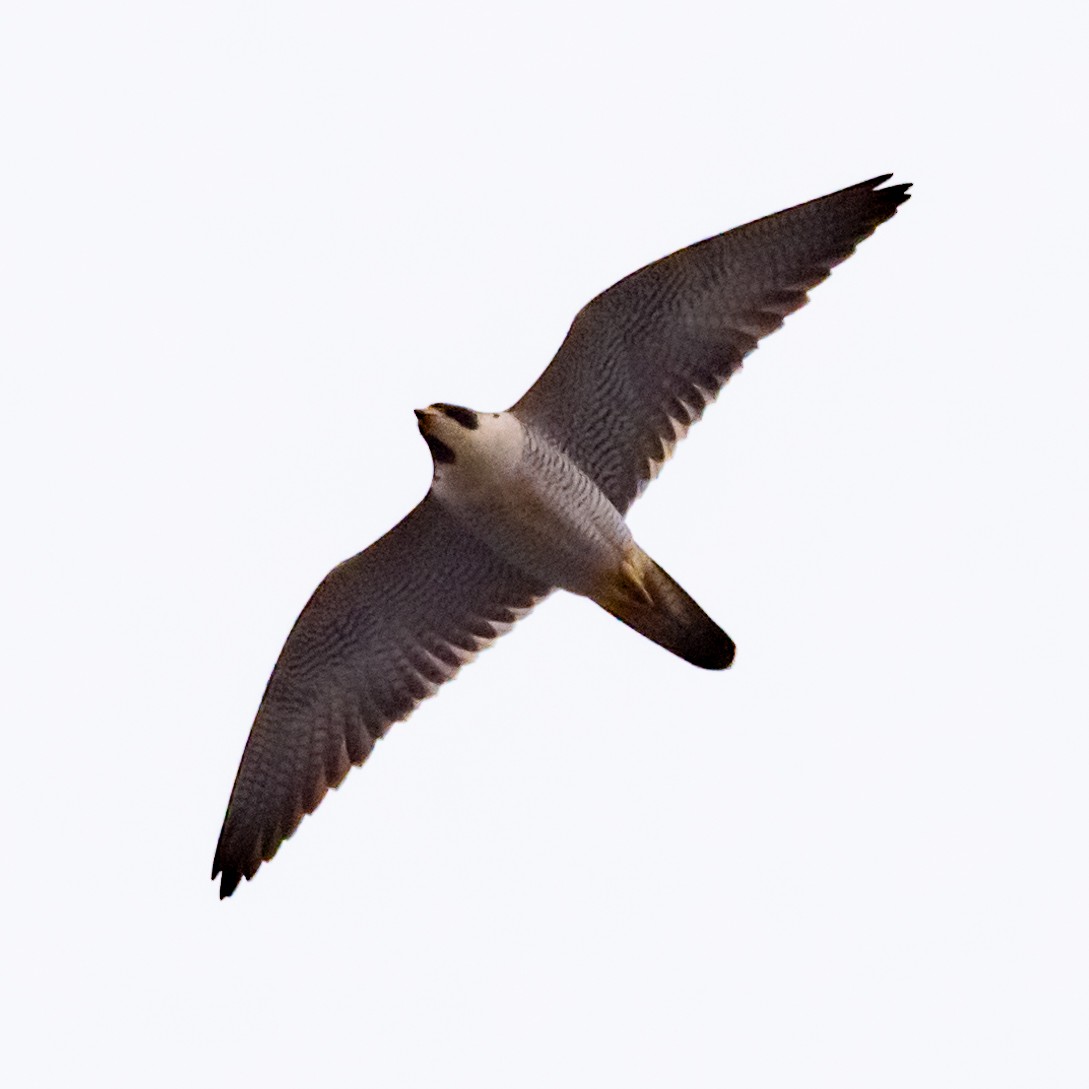 Peregrine Falcon - ML630303148