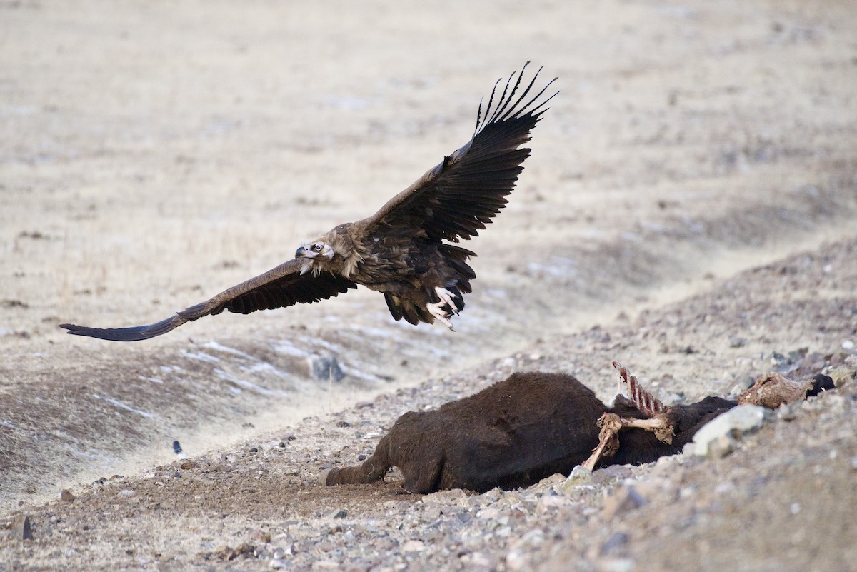 Cinereous Vulture - ML630303158