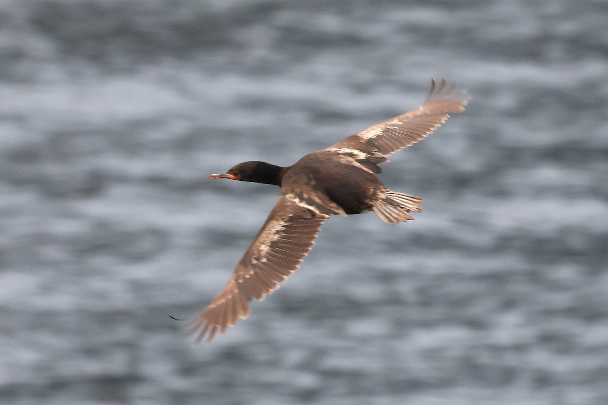 Campbell Islands Shag - ML630303243