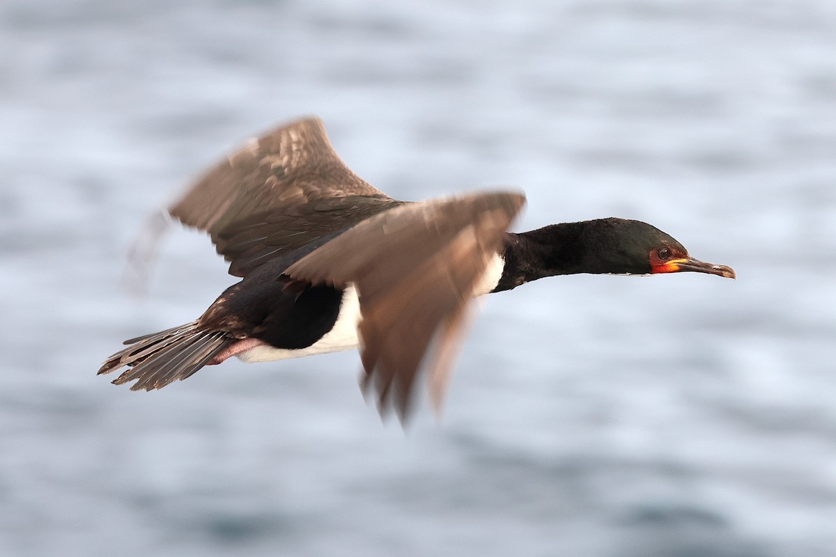 Campbell Islands Shag - ML630303251