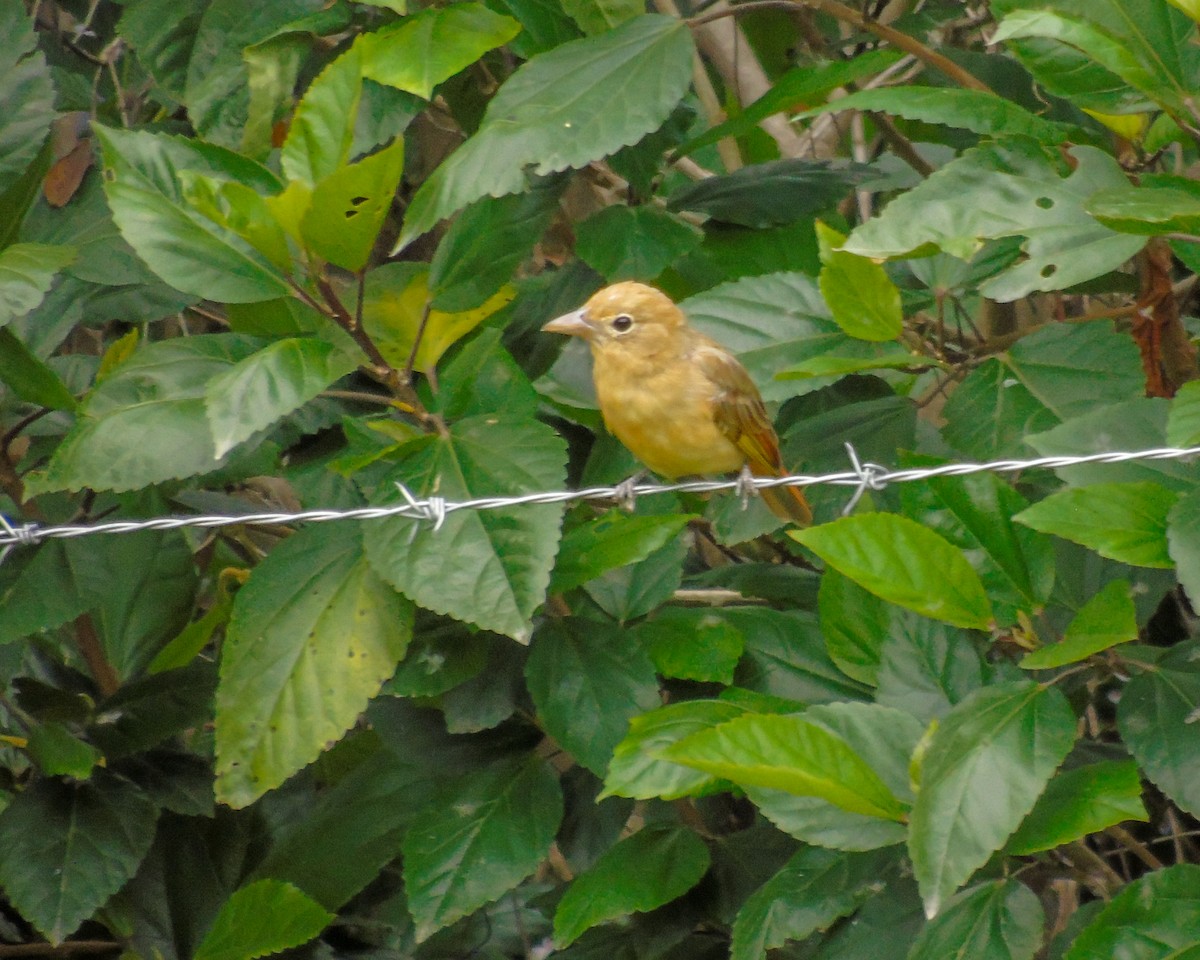 Summer Tanager - ML630303389