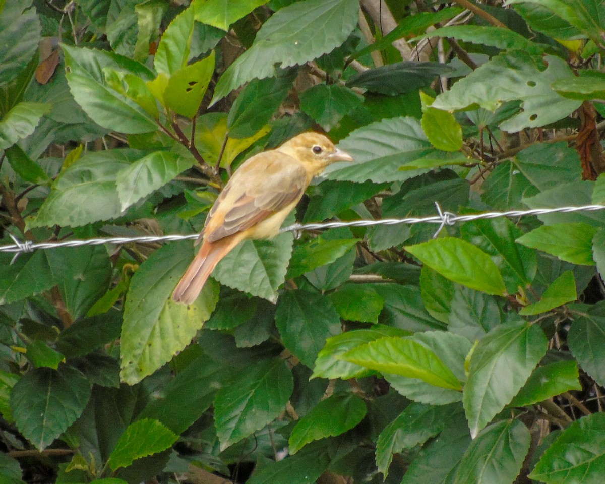 Summer Tanager - ML630303390
