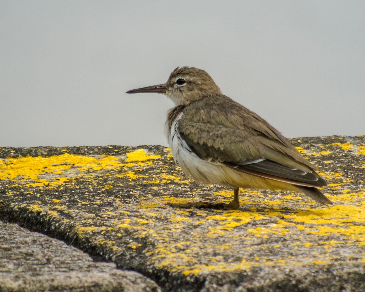 Spotted Sandpiper - ML630303432