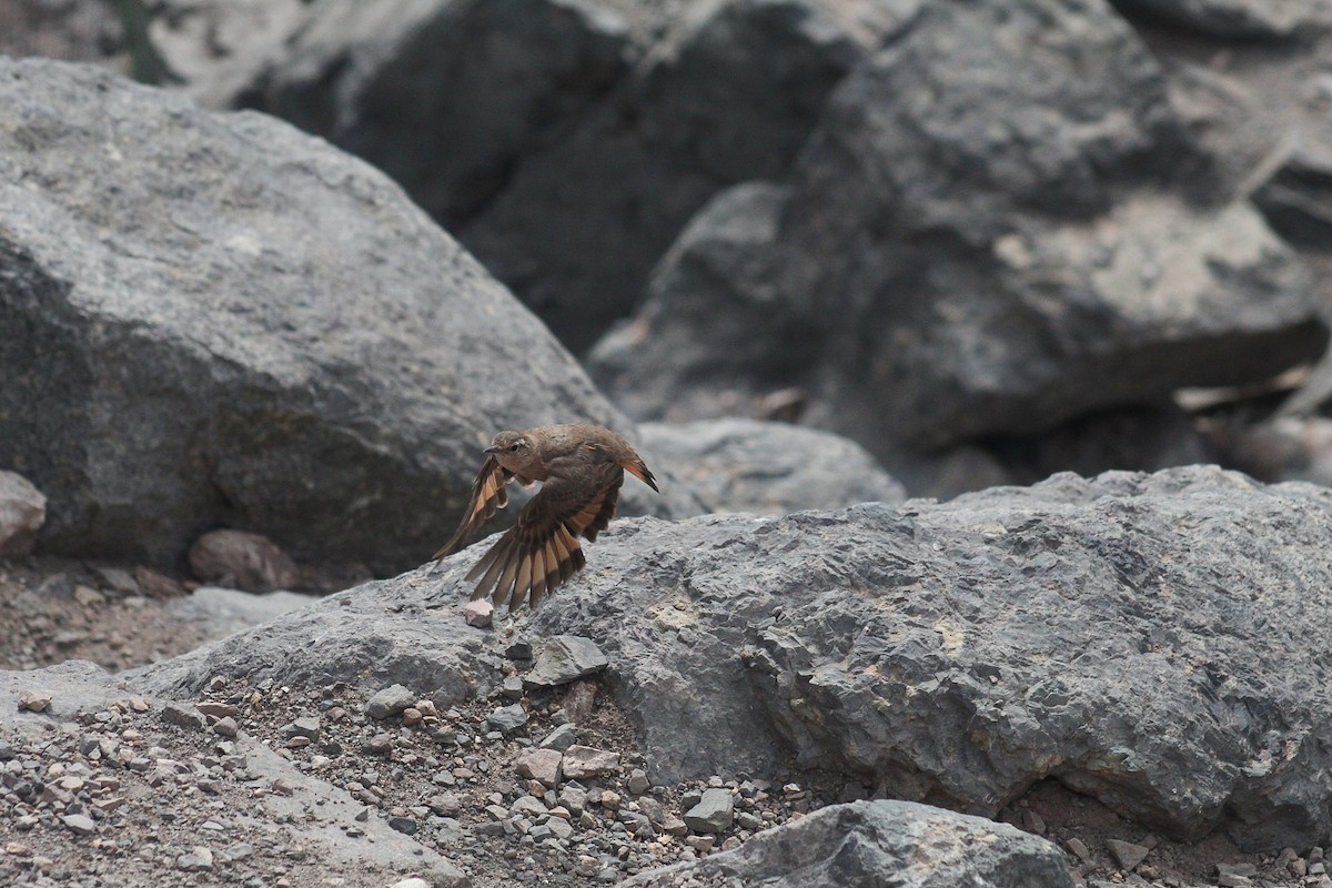 Rufous-banded Miner - ML630303438