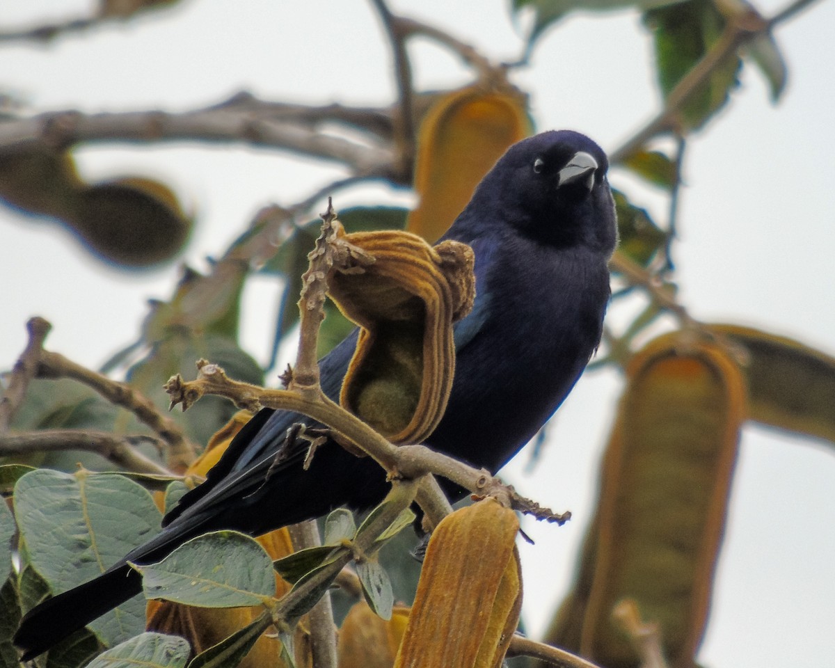 Shiny Cowbird - ML630303577