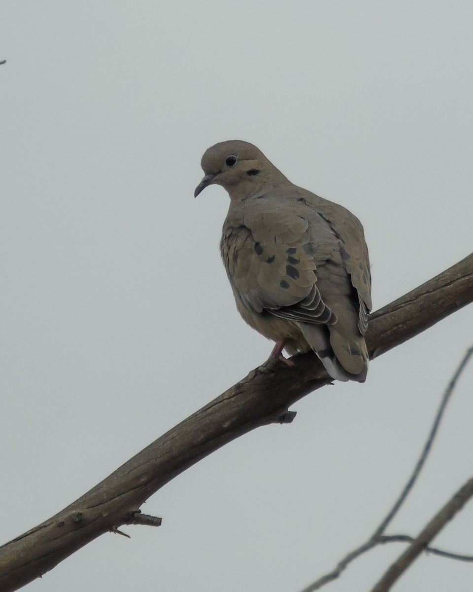 Eared Dove - ML630303642