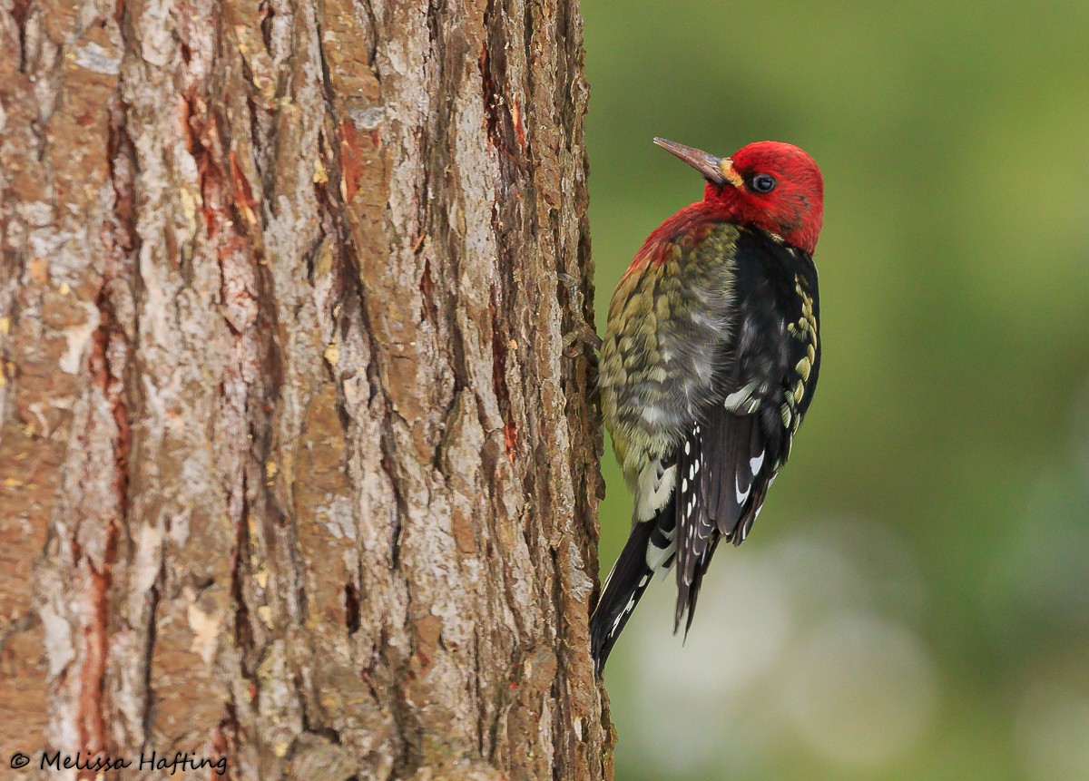 Red-breasted Sapsucker (ruber) - ML630303738
