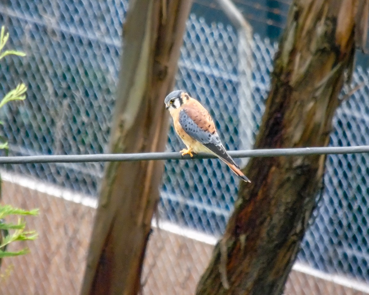 American Kestrel - ML630303769