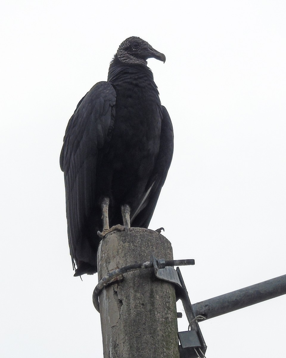 Black Vulture - ML630303828