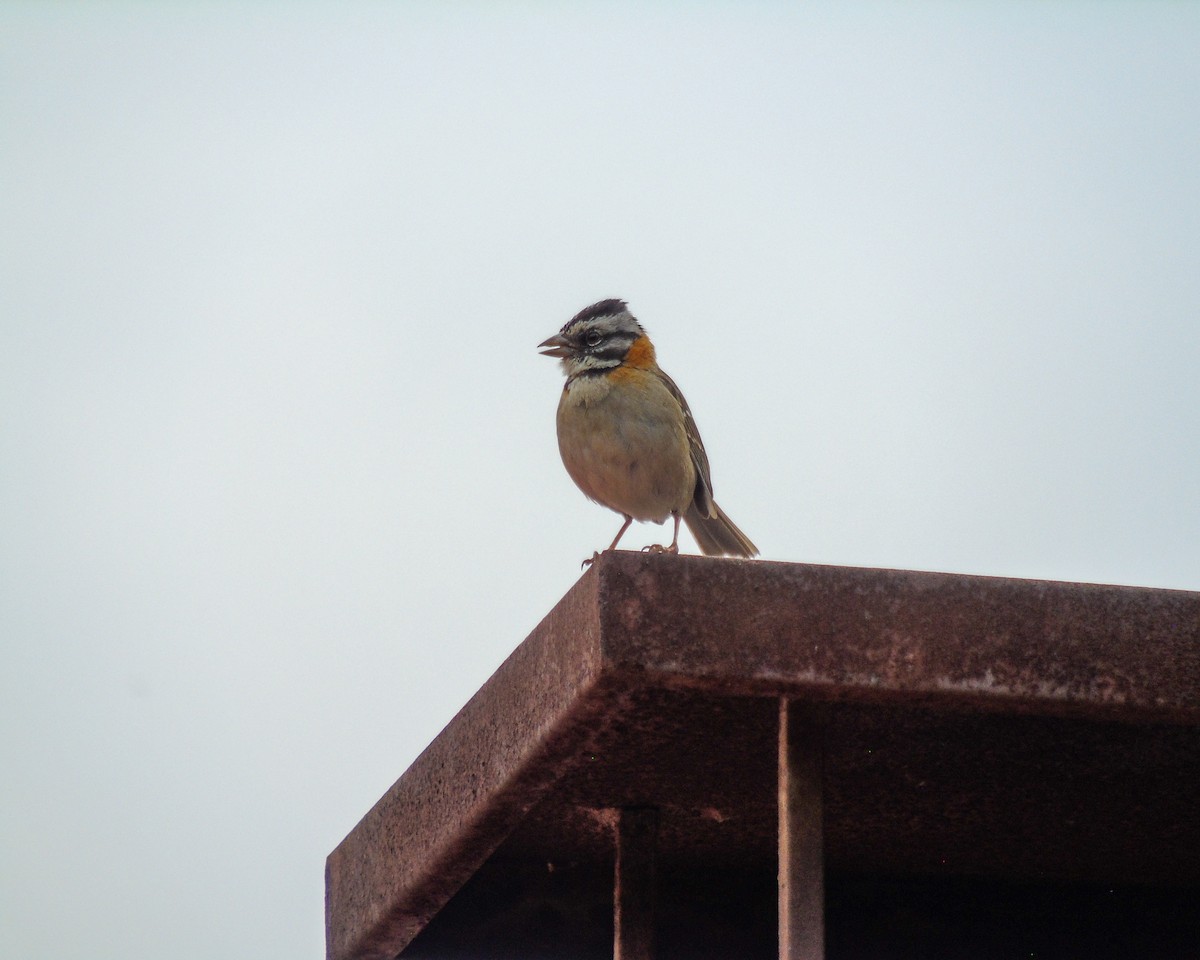Rufous-collared Sparrow - ML630303871