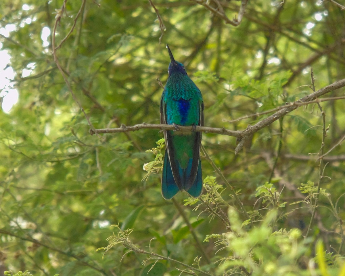 Sparkling Violetear - ML630303913