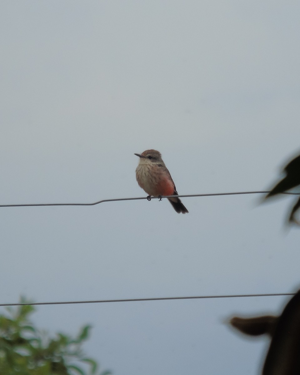 Vermilion Flycatcher - ML630303960