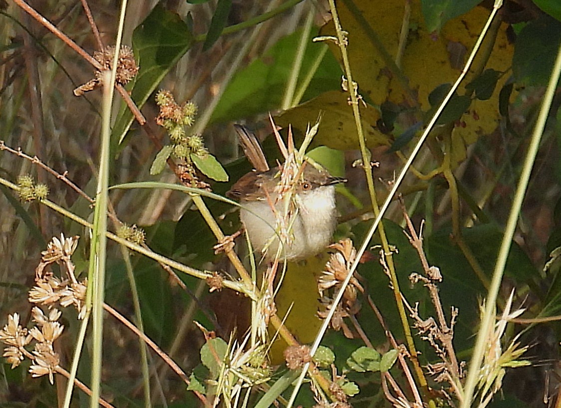 Gray-breasted Prinia - ML630303983