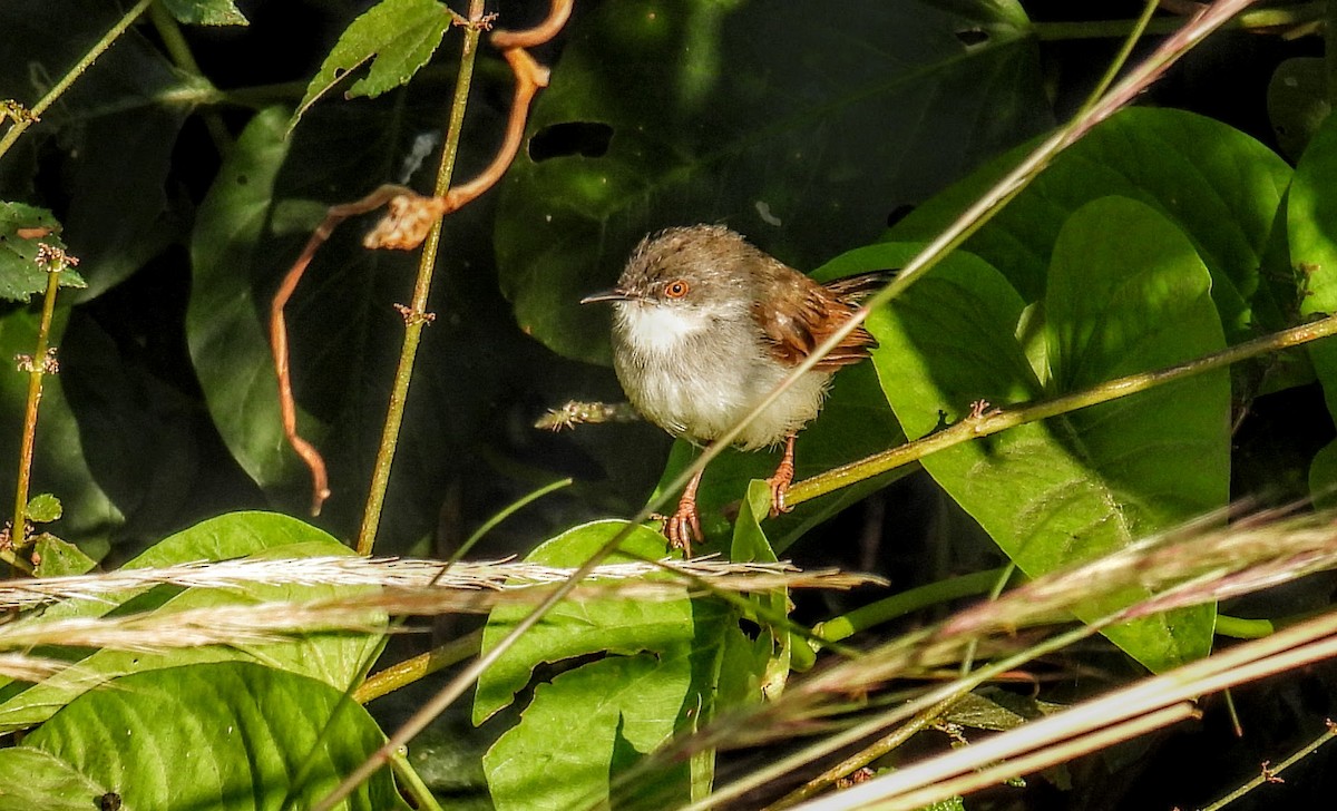 Gray-breasted Prinia - ML630303999