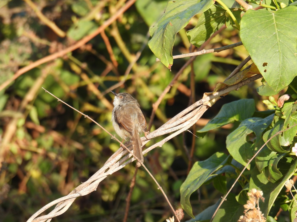 Jungle Prinia - ML630304034