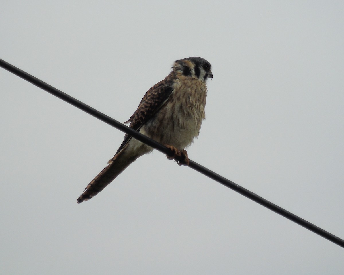American Kestrel - ML630304035