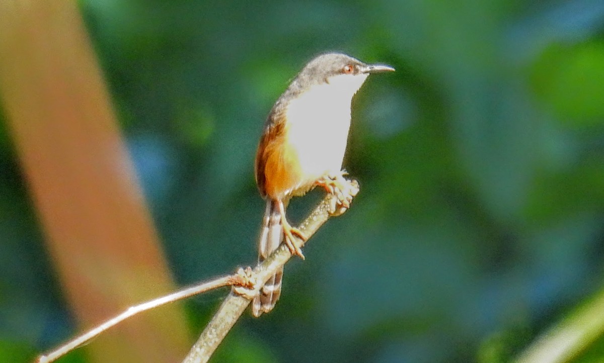 Ashy Prinia - ML630304044