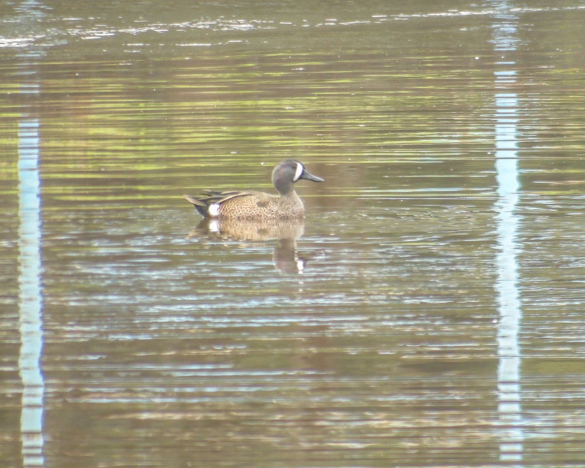 Blue-winged Teal - ML630304084