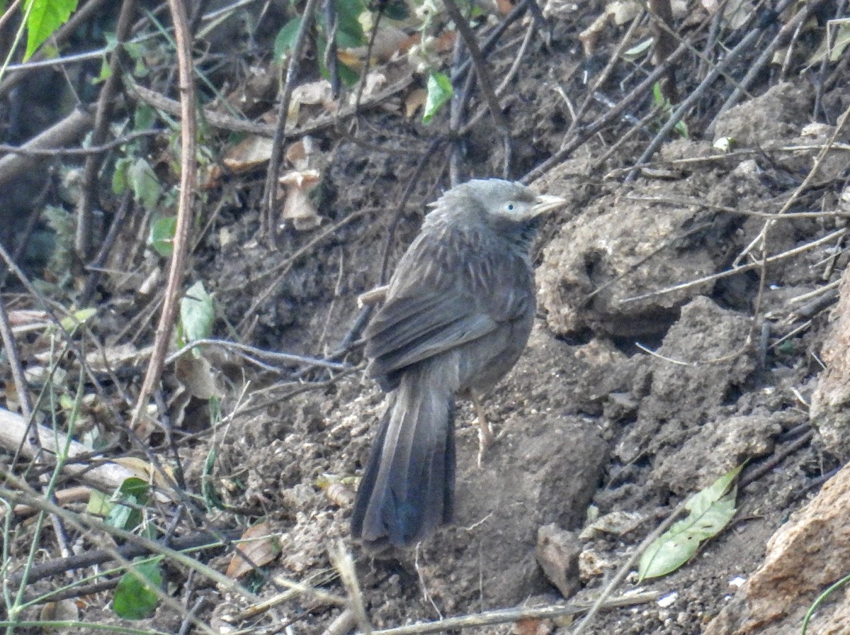 Jungle Babbler - ML630304239