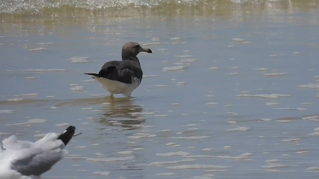 Sooty Gull - ML630304248