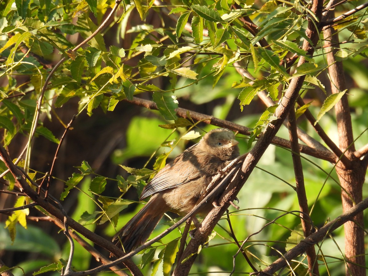 Yellow-billed Babbler - ML630304268