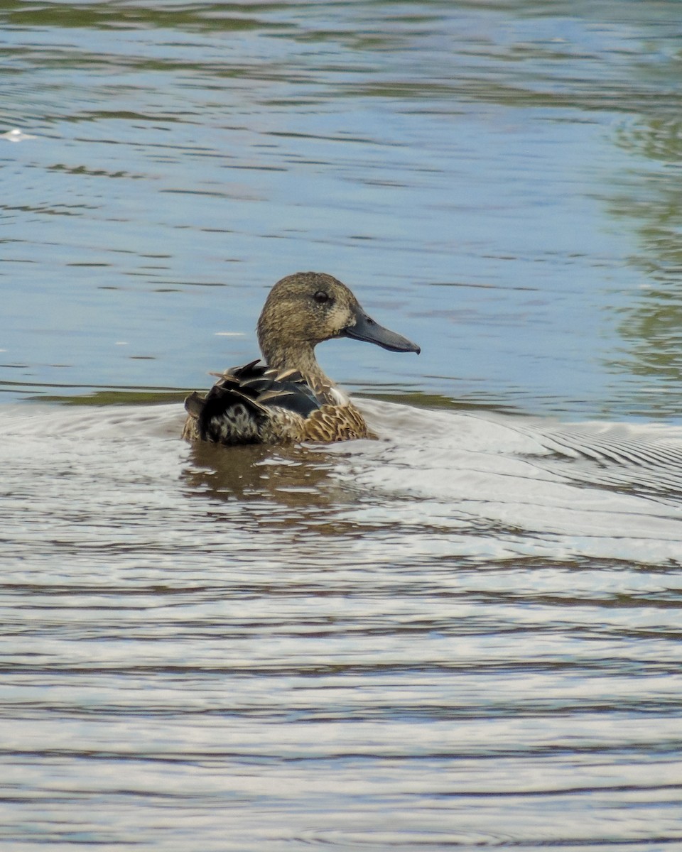 Blue-winged Teal - ML630304274