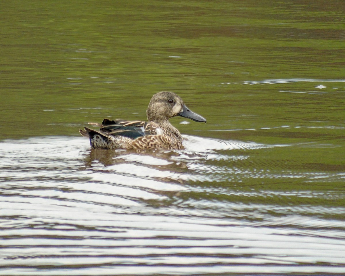 Blue-winged Teal - ML630304275