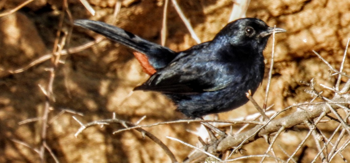 Indian Robin - ML630304290