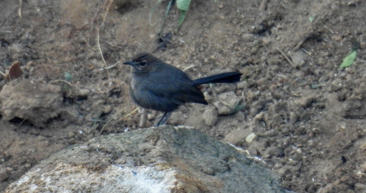 Indian Robin - ML630304291
