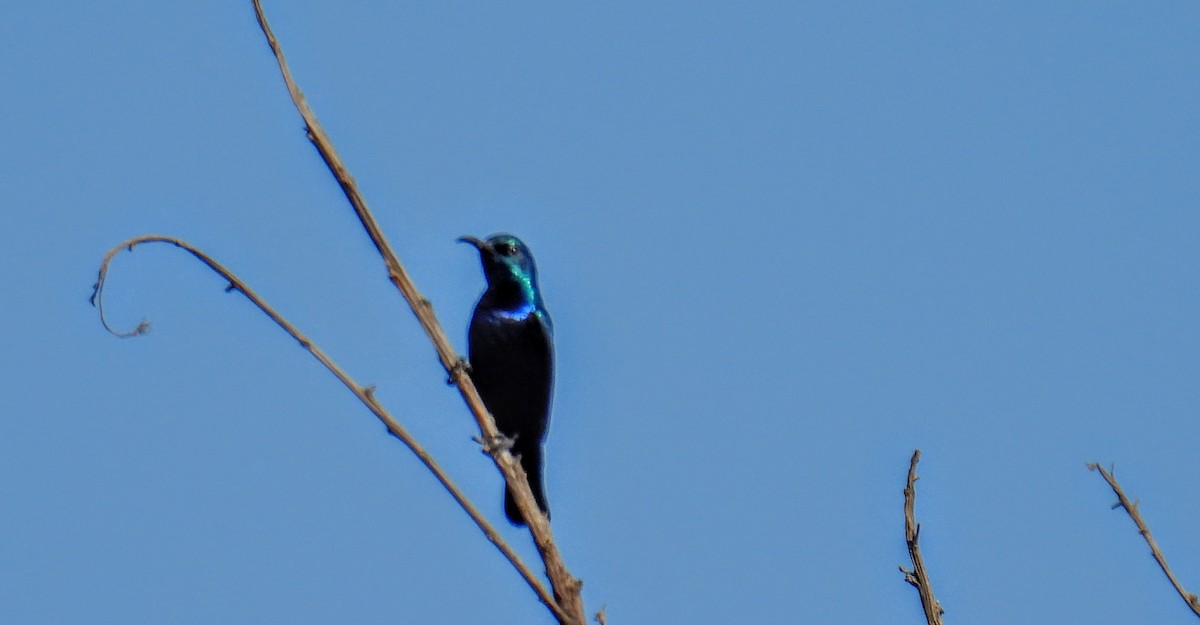 Purple Sunbird - ML630304322
