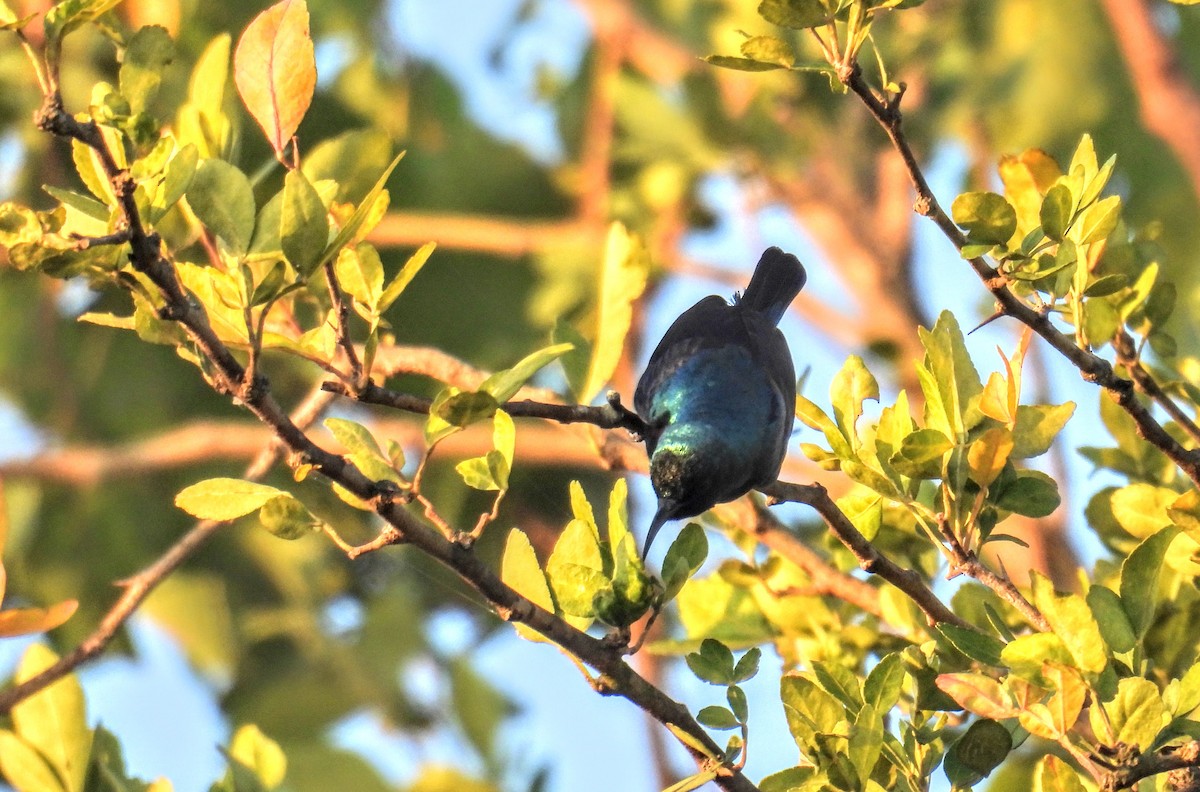 Purple Sunbird - ML630304323